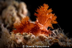 Nudibranch Melibe digitata 
 by Oksana Maksymova 